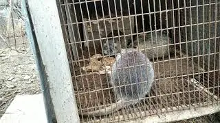Завтрак у Нутрий. Вакцинация от миксиматоза Крольчат.