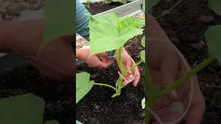 Подвязка огурцов. 