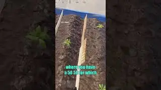 How to Win a Crossbreeding Tie 100% of the Time in Rust! 