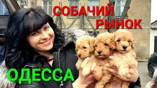 Собачий рынок Одесса. Разные породы собак. Продажа собак и кошек. Топ 5. Птичий рынок. 