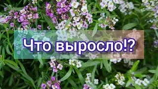 Что выросло 2021// Отчет о посеве семян из обзора// ч.1// 