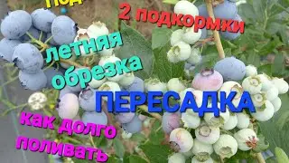 Уход за голубикой в Августе