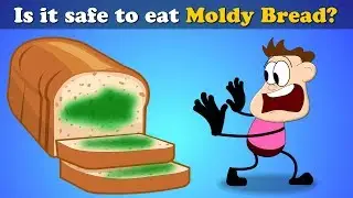 Is it Safe to eat Moldy Bread? + more videos | 