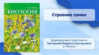 Тема 36. Строение семян. Лабораторная работа № 11 «Строение семян одно- и двудольных растений»