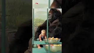 Горилла защитила маленького ребёнка 🦍❤️