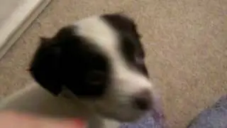 Cute puppy tries to climb the sofa