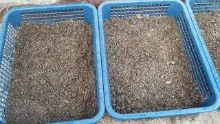 budidaya dari biji bisa dapat bahan bonsai banyak