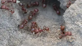 Red Harvester Ants Mound in South Texas (4K 60 FPS) - Close Up Video Detail
