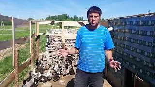 Выращивание уток Голубой фаворит.Выращивание Башкирской утки.От А до я.С 1-30 день