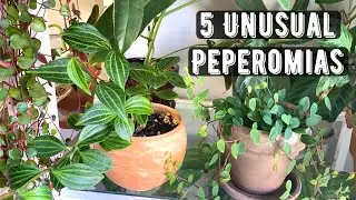 5 Unusual Peperomias