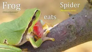 Лягушка съедает Паука / Frog eats Spider