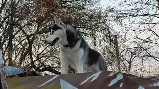 Хаски умеют забираться на крыши