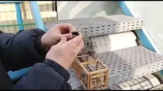 ловля певчих птиц. очередной улов