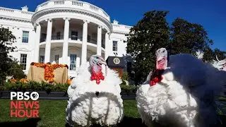 The history of the presidential turkey pardon