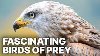 Fascinating Birds Of Prey | Wildlife Documentary
