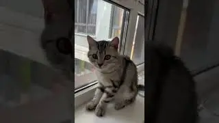И кря, и мур, и жмур!
