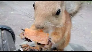 Сегодня я кормил белку и у меня дежавю / Today I fed a squirrel and I have deja vu