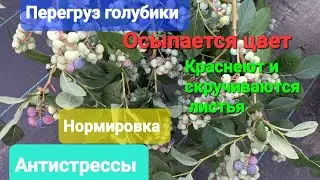 Перегруз голубики. Что плохо, что хорошо. АПРЕЛЬ!!!
