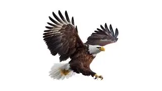 🦅 | Animal Lore