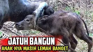 KETEMU KERBAU SELESAI MELAHIRKAN - buffalo videos