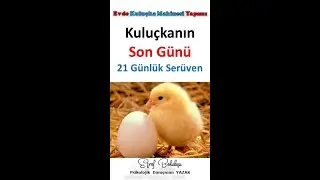 Kuluçkanın Son Günü - 21 Günlük Süreç (Video 8)