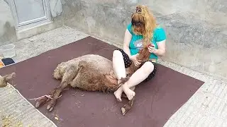 woman butcher goat/ Educational video