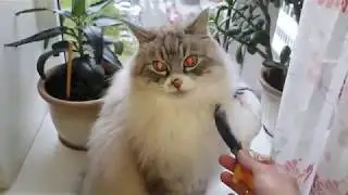 Как КОТ реагирует на КОШАЧЬЮ МЯТУ!