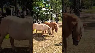 Пони с прическами. Ponies with hairstyles. 