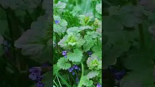 Is it Henbit? Quick Weed ID Guide! | DoMyOwn.com #henbit #domyownlawncare