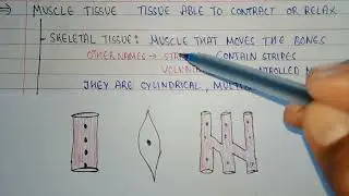 Types of muscular tissues | skeletal muscle | smooth muscles | cardiac muscle