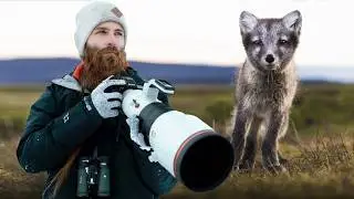 FOTOGRAFÍA DE NATURALEZA: Buscando al ZORRO ÁRTICO