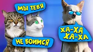 Линда пытается ладить с нашими котами / SANI vlog