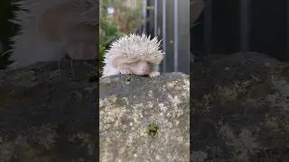 😅 Ёжик альпинист 🦔. Hedgehog climber. 