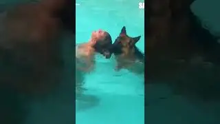 Who needs a lifeguard when you have a dog ♥️.    Credit :- @Sassy (Please be kind to DM for Removal)