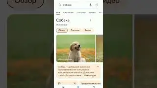 #гуглпасхалки Фича идет и на собаках))) #shorts