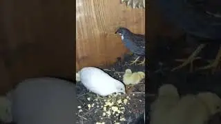 расписные перепелки