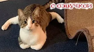 Приколы с котами! С ОЗВУЧКОЙ! Самые смешные животные! Я РЖАЛ ЦЕЛЫЙ ЧАС!