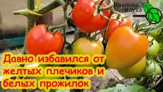 ЖЕЛТЫХ ПЛЕЧИКОВ и БЕЛОЙ СЕРЕДИНЫ на томатах НЕ БУДЕТ, если воспользуетесь моим советом.