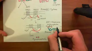 The Opioid Receptors Part 4