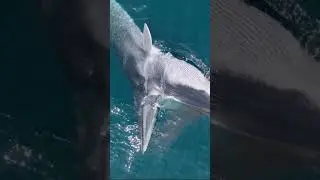 ¡Una ballena devora todo un banco de peces! 🐋😲 