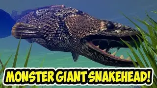 MONSTER RAWA GIANT SNAKEHEAD LV 500 BERKUASA! - FEED AND GROW FISH - INDONESIA
