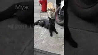 #Запал
