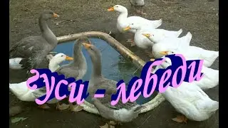 Гуси  лебеди.  Купание гусей.