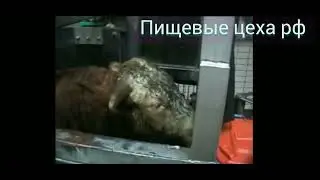 Пистолет для оглушения - пороховое оглушение скота
