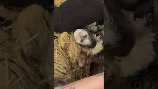 Overgrown Herd From Hell - Sheep 1 of 8