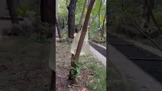 Ninja Technique to watering plants | podho me pani dene ki anokhi khoj 