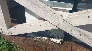 Пришёл очередной рой