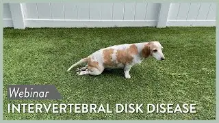 Intervertebral Disc Disease (IVDD) Webinar || SEVN Webinar Lecture #5