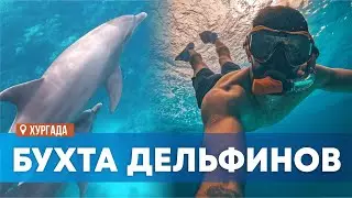 Плавание с дельфинами в открытом море. Хургада, Египет 2024