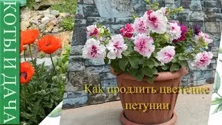 #Петуния.Условия выращивания.Как продлить цветение петунии.